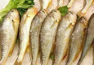 小黃魚(yú)可以養(yǎng)殖嗎？小黃魚(yú)能人工養(yǎng)殖嗎？