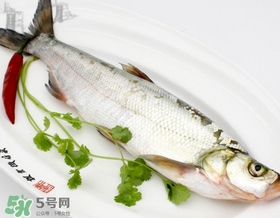 白條魚能長多大？白條魚可以長多大？