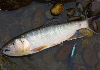 馬口魚多少錢一斤2017？野生馬口魚多少錢一斤？