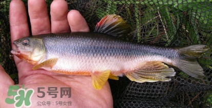 馬口魚能長多大？馬口魚最大能長多長？