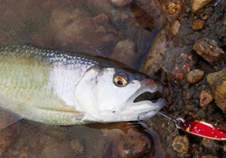 釣馬口魚(yú)用什么餌料？釣馬口魚(yú)用什么打窩？