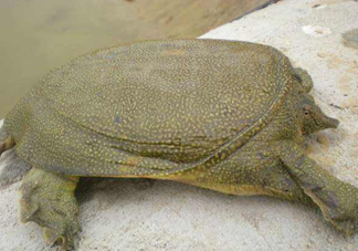 如何區(qū)分野生甲魚？野生甲魚辨識圖片