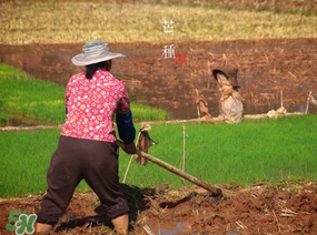 芒種種什么？芒種種什么疏菜？