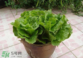 六月份可以種生菜嗎？夏天可以種生菜嗎？