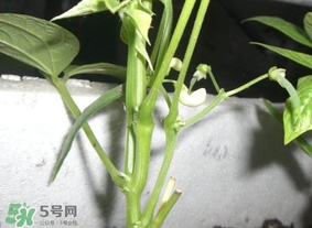 刀豆什么時(shí)候播種？刀豆幾月份播種