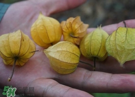 花姑娘水果怎么吃？花姑娘水果吃之前要洗嗎？