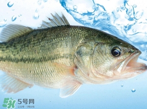 澳洲三文魚(yú)不是三文魚(yú)_澳洲三文魚(yú)是什么魚(yú)