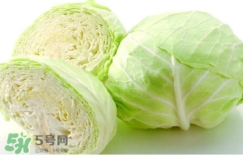 圓白菜是卷心菜嗎？圓白菜是不就是卷心菜