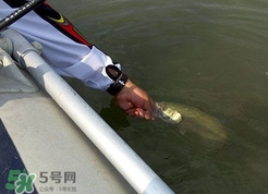 釣海鱸魚什么時(shí)候最好？釣海鱸魚用什么樣的魚餌？