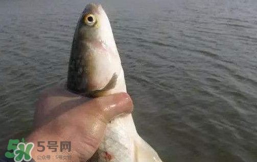 釣海鱸魚什么時(shí)候最好？釣海鱸魚用什么樣的魚餌？