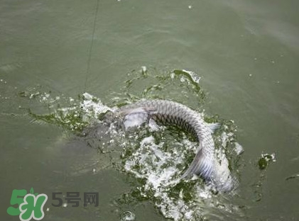 釣青魚怎么調(diào)漂圖解？釣青魚最佳調(diào)漂是幾目