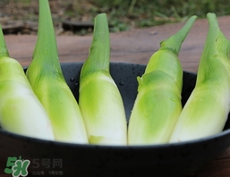 篙芭是什么菜?篙芭長(zhǎng)什么樣子?