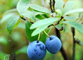 藍(lán)莓熱量高嗎？藍(lán)莓醬熱量高嗎？