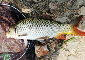 六月份怎么釣鯉魚？六月份釣鯉魚技巧