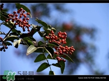 花椒樹的種植方法 花椒樹種植