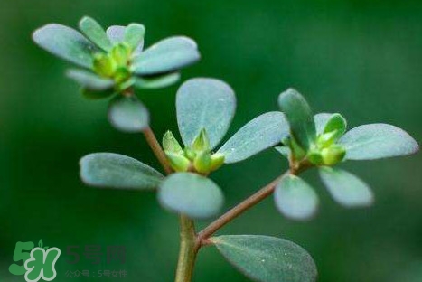 螞蚱菜洗好后怎么保存？剛采的螞蚱菜能存放幾天