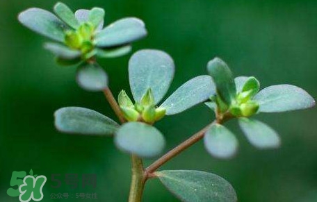 螞蚱菜對人體有哪些好處？螞蚱菜不能和什么一起吃