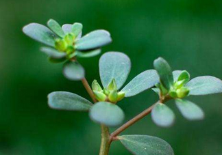 螞蚱菜洗好后怎么保存？剛采的螞蚱菜能存放幾天