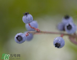 野生藍莓多少錢一斤？野生藍莓多少錢一箱？