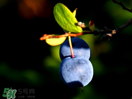 野生藍莓多少錢一斤？野生藍莓多少錢一箱？