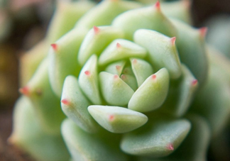 多肉植物能吃嗎？多肉植物哪些可以吃