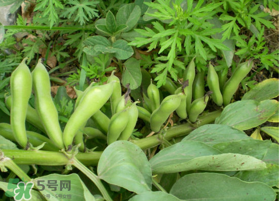 夏天可以種什么蔬菜？夏天適合種什么蔬菜？