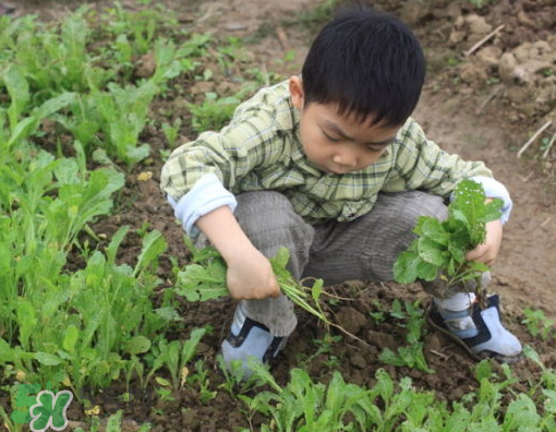 八月份可以種什么菜？八月份適合種植的蔬菜