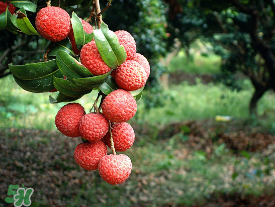 8月份還有荔枝嗎？荔枝幾月份下市？