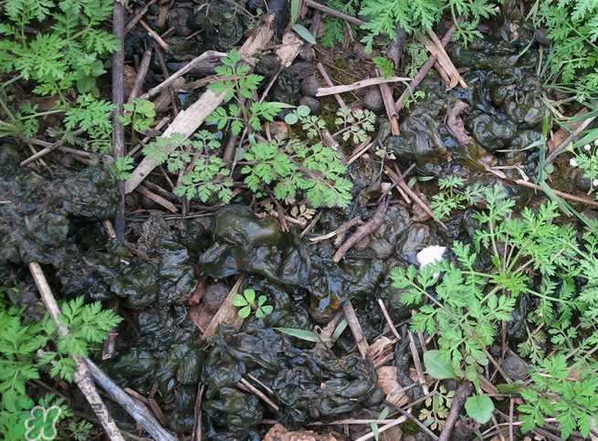 孕婦能吃地耳菜嗎？寶寶能吃地耳菜嗎？