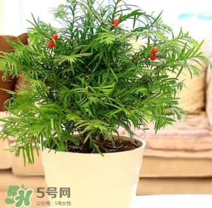 紅豆杉是什么？紅豆杉是裸子植物還是被子植物