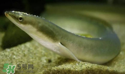 鰻魚是鱔魚嗎？鰻魚是白鱔嗎