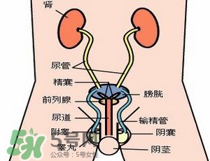 腎結(jié)石怎么治最好？腎結(jié)石的醫(yī)治方法