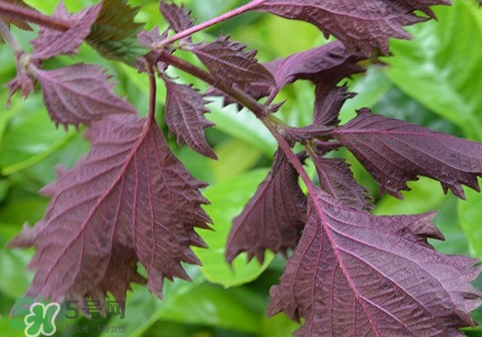 紫蘇是什么植物？紫蘇是發(fā)物嗎？