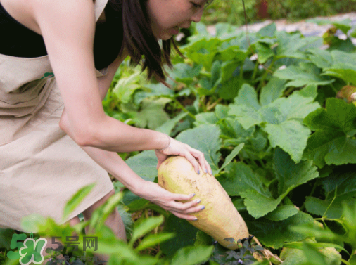 入伏種什么菜？入伏適合種哪些蔬菜？