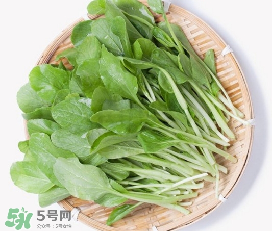 雞毛菜有什么營養(yǎng)價值？雞毛菜的功效與作用