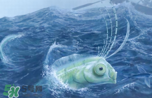 皇帶魚可以吃嗎？皇帶魚是帶魚的一種嗎