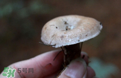 重陽菌什么時(shí)候有？重陽菌不能與什么食物一起吃