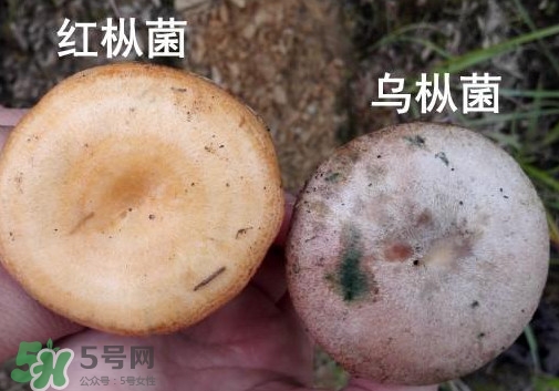 怎樣鑒別重陽菌是否有毒？重陽菌是發(fā)物嗎