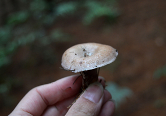 重陽菌什么時候有？重陽菌不能與什么食物一起吃