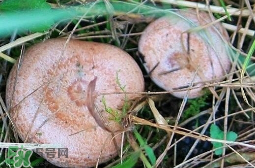 重陽菌多少錢一斤？重陽菌怎么清洗