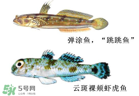 彈涂魚多少錢一斤？彈涂魚有毒嗎