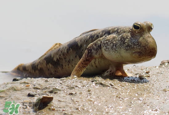 跳跳魚是什么魚？跳跳魚是不是泥鰍