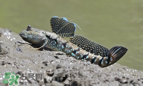 彈涂魚(yú)怎么吃？彈涂魚(yú)怎么燒好吃