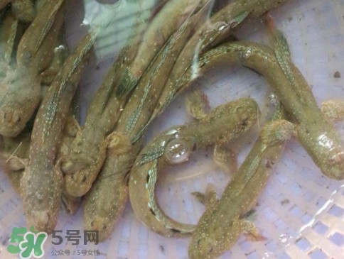 跳跳魚怎么做好吃？跳跳魚的最好吃做法