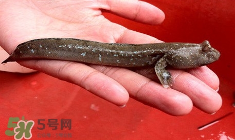 彈涂魚(yú)怎么吃？彈涂魚(yú)怎么燒好吃