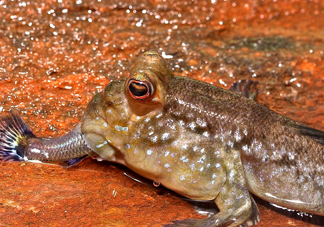 彈涂魚(yú)能吃嗎？彈涂魚(yú)怎么抓