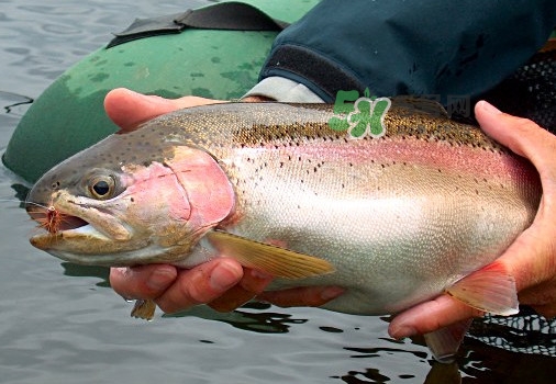 鱒魚(yú)可以生吃嗎？鱒魚(yú)是海魚(yú)還是淡水魚(yú)