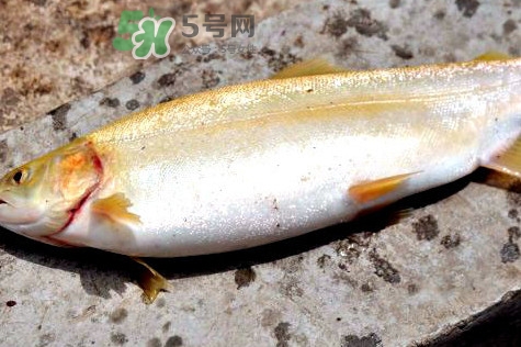 鱒魚(yú)怎么讀？鱒魚(yú)怎么做好吃