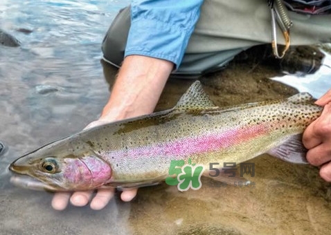 鱒魚(yú)可以生吃嗎？鱒魚(yú)是海魚(yú)還是淡水魚(yú)