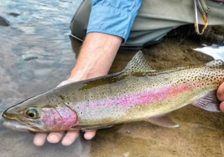 鱒魚可以生吃嗎？鱒魚是海魚還是淡水魚